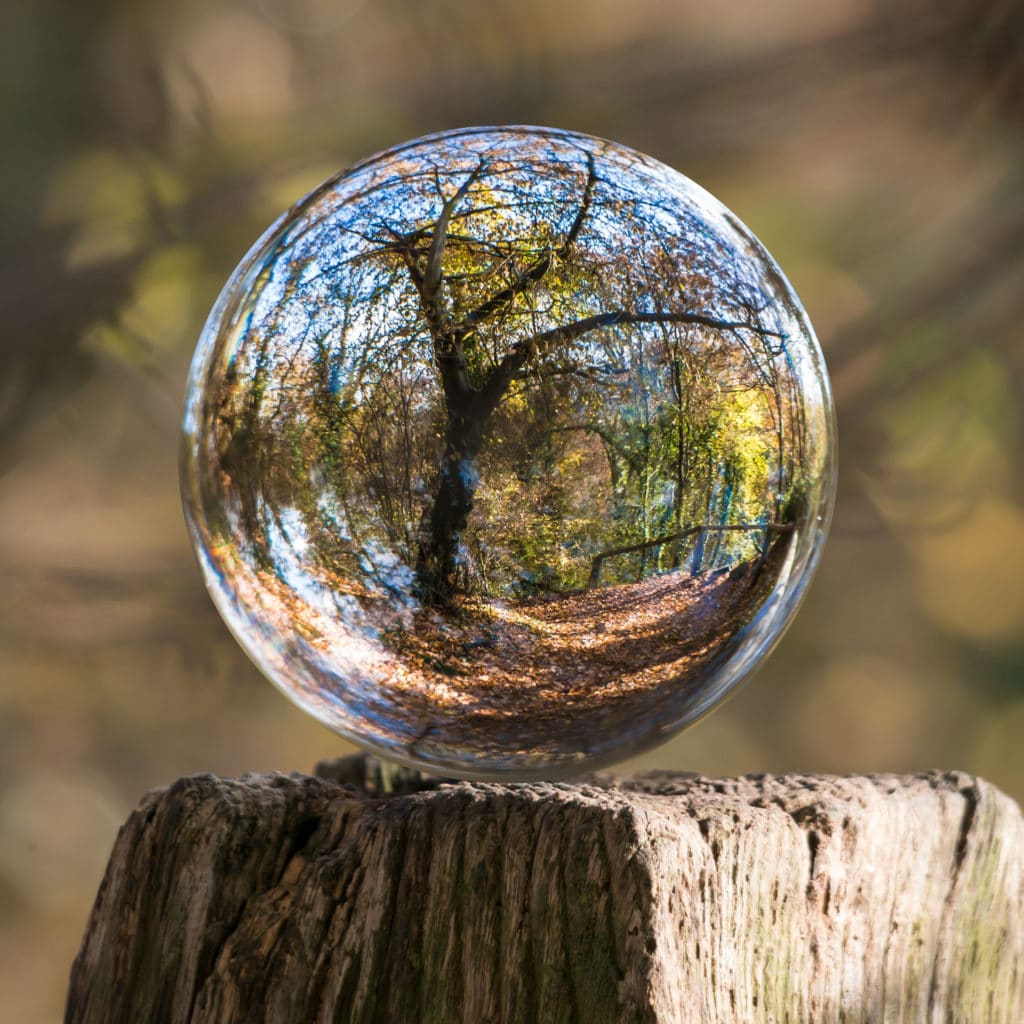 arbre au travers d'une sphère